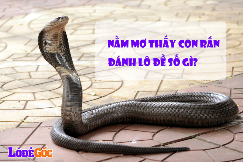 Nằm mơ thấy rắn đánh lô đề số gì?